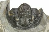 Detailed Cornuproetus Trilobite Fossil - Morocco #245263-4